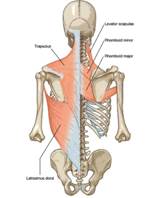 anatomia espalda niveles color.jpg